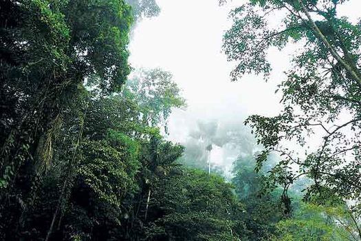 Biodiversidad colombiana está en riesgo, advierte informe 