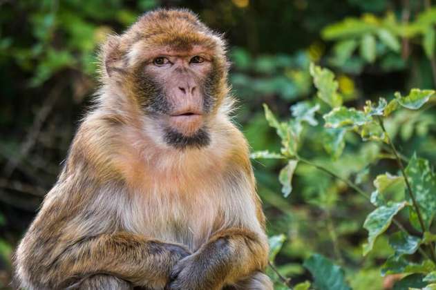 Implantan en monos genes del cerebro humano (y presuntamente los vuelven más inteligentes)