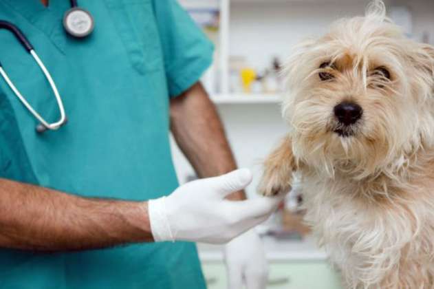 Este domingo hay vacunación antirrábica gratuita para perros y gatos en Bogotá