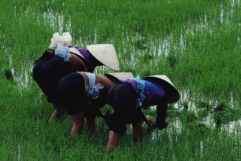 Trabajadores del arrozal en Asia. En algunas partes de la región, los agricultores están rociando antibióticos considerados "críticos" para la medicina humana en los cultivos de arroz. /CABI