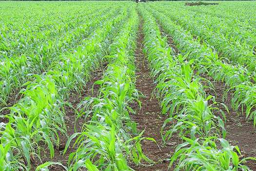Es imposible comprar tres millones de hectáreas en cuatro años, dijo la ministra de Agricultura, Cecilia López.
