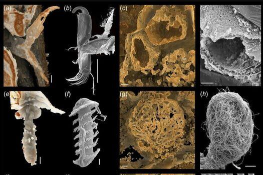 La imagen combinada muestra la comparación de los órganos reproductores sexuales de fósiles de ostrácodos antiguos (1ª y 3ª fila) y muestras de sus formas modernas (2ª y 4ª fila).