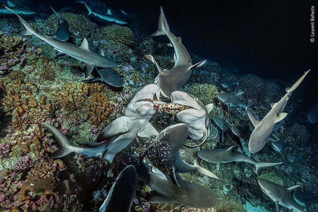 Dibujado y descuartizado, Laurent Ballesta (Francia): Pedazos de carne de mero caen entre dos tiburones grises de arrecife. Los tiburones del Atolón de Fakarava cazan en manadas pero no comparten su presa.