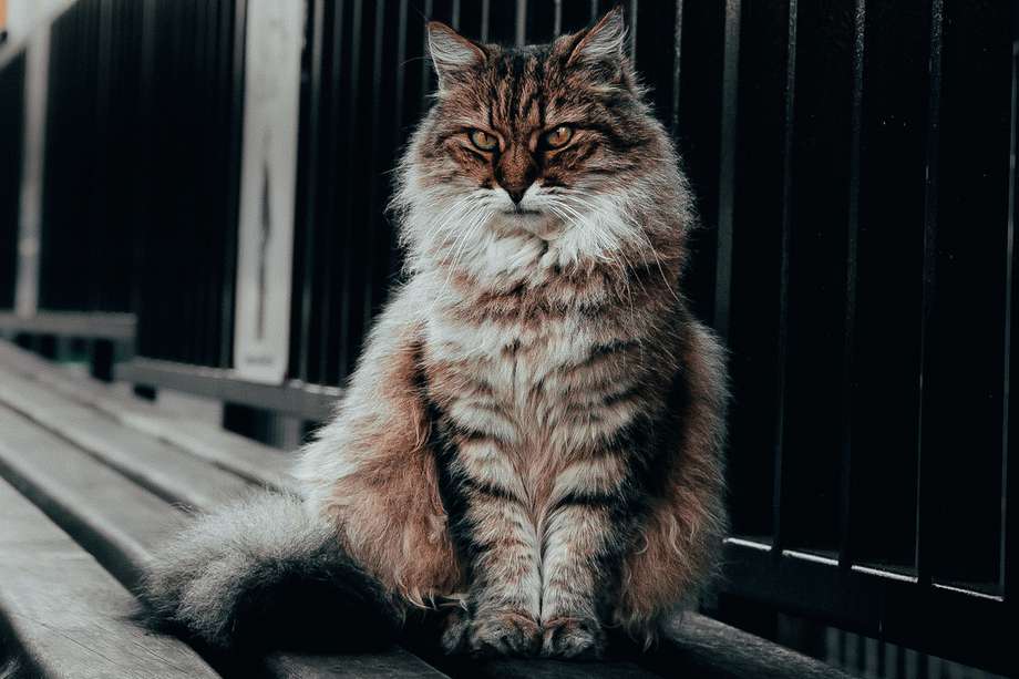 Este es un felino siberiano. Se cree el origen de esta raza se dio en Rusia y Ucrania.
