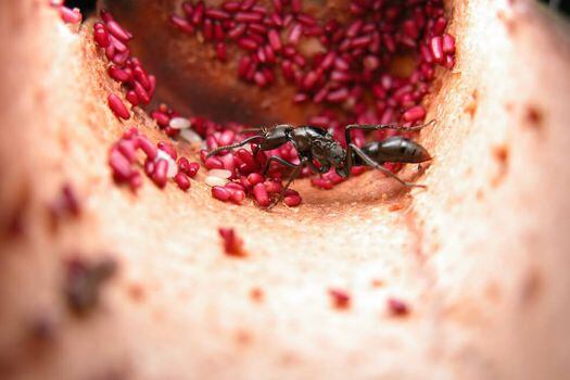Una reina fundadora de “Neoponera fisheri” entre sus huevos y órganos alimenticios (de color rojo), producidos por su anfitrión, la mirmecófita “Cecropia hispidissima”.  / Tomada del libro "Hormigas de Colombia"