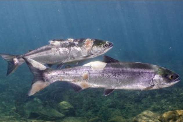 La cuarta parte de los peces de agua dulce del mundo están en peligro de extinción