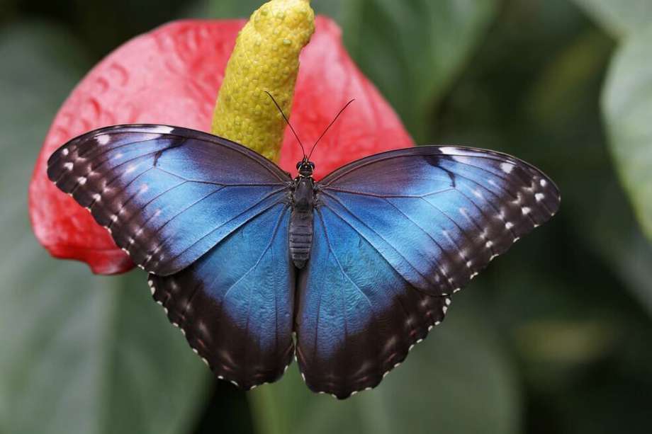 Los científicos internacionales recopilaron 3.642 especies y 2.085 subespecies de mariposas.