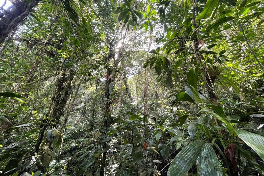 Nadie sabe a ciencia cierta qué pasó con el periquito del Sinú, puede que esté perdido en un bosque poco explorado o que definitivamente esté extinto por el impacto que generan los seres humanos en la naturaleza.