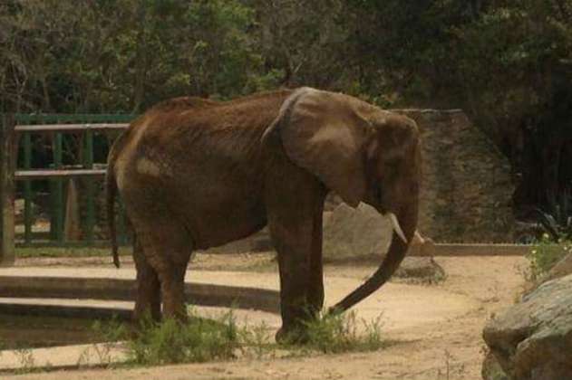 Ruperta, la elefanta desnutrida en un zoológico de Venezuela