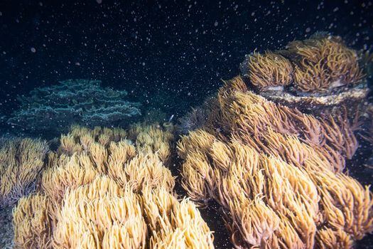 Foto tomada el 16 de noviembre de 2019 por Calypso Reef Imagery muestra parte del desove anual de coral en la Base Marina Sunlover, Moore Reef en la Gran Barrera de Coral.  / AFP