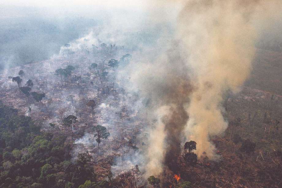 Colombia perdió más de dos millones y medio de hectáreas de bosque en los últimos setenta años, la mayor parte en las zonas de guerra.