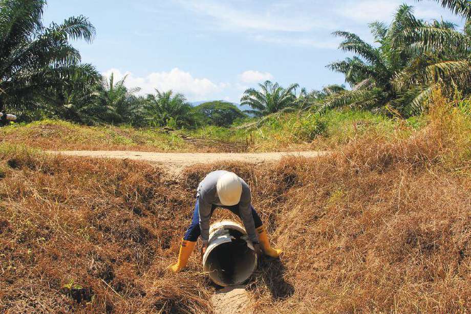 Uno de los sectores que podría resultar más perjudicado por El Niño es  el agrícola. 