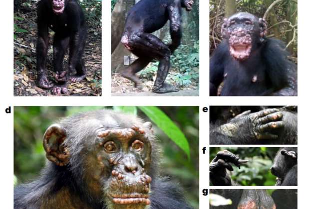 Identifican por primera vez casos de lepra en chimpancés salvajes