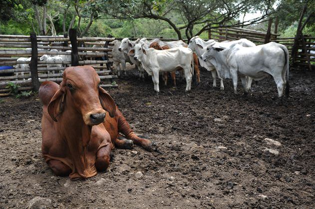 Nueva Zelanda intentará ponerle precio a los gases que producen las vacas 