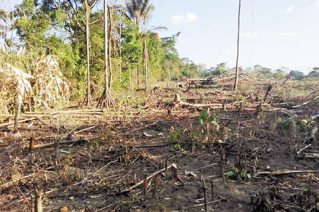 Deforestación crece en tiempos de paz