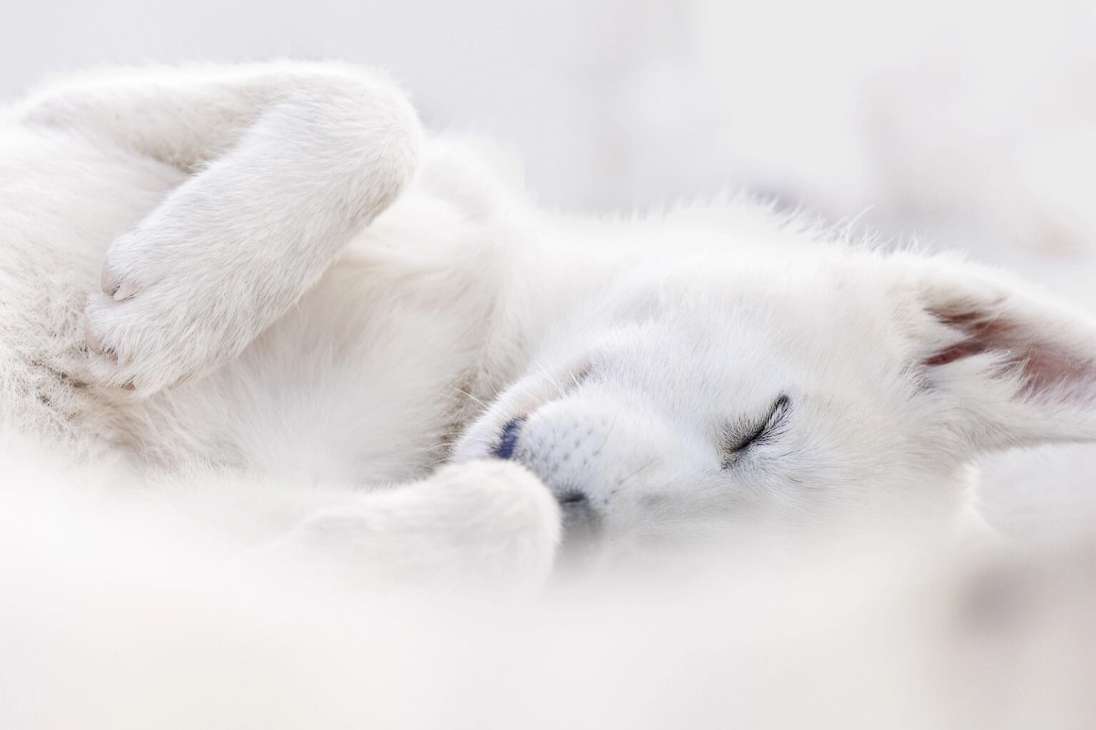 La fotógrafa Joanne Liu muestra en esta imagen un ejemplar de perros de Groenlandia, según la página web del concurso. Son animales utilizados en Groenlandia como perros de trineos que en esta imagen se comportan en su hábitat natural en tierras que les proporcionó el Gobierno.