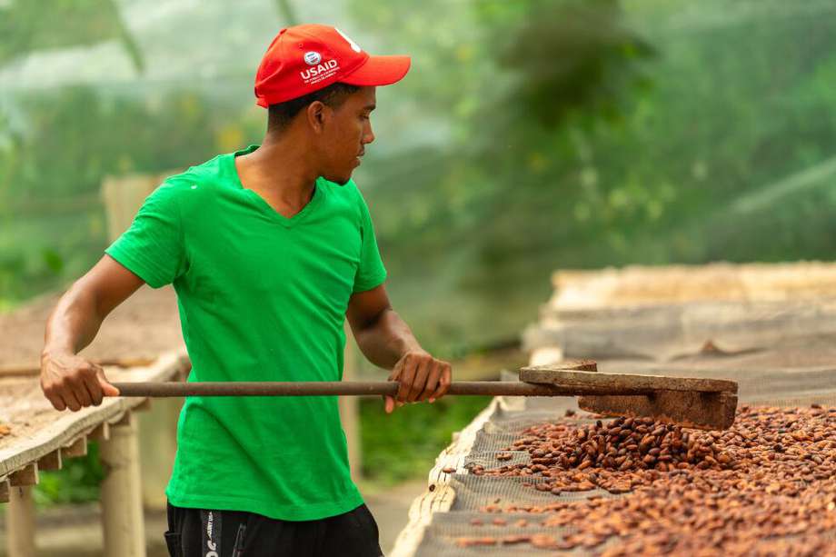 Según Fedecacao, en 2022 el cacao colombiano tuvo el mejor precio de los últimos once años, con un valor promedio de $9.182 por kilogramo.