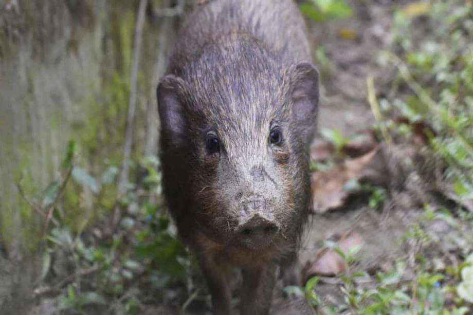 El cerdo pigmeo se encuentran entre los animales que habría desaparecido sin programas de conservación.
