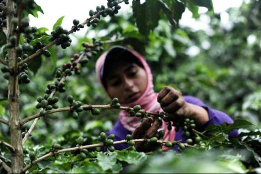 El café es uno de los productos más demandados en esta región.