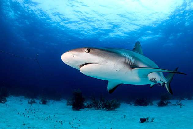 Aprueban histórico acuerdo para regular el comercio de aletas de tiburón