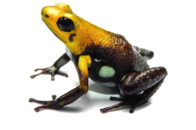 Nueva especie de rana descrita en Colombia, hallada a solo 37 km de Bogotá