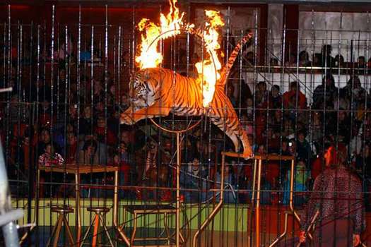 Diputados en México prohíben espectáculos con animales silvestres en circos