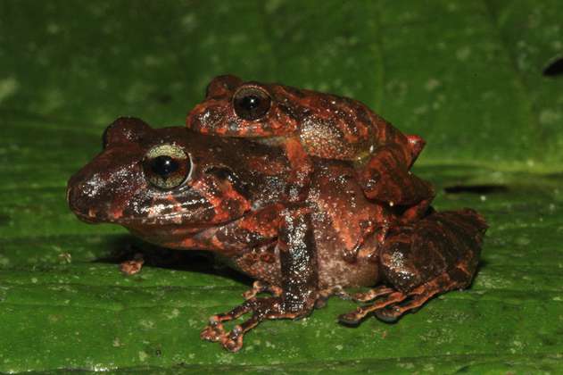 Descubren 47 nuevas especies en la Amazonia 