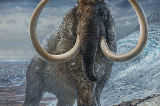 Un equipo de investigación ha descubierto, gracias al análisis de los isótopos que forman parte de sus grandes colmillos, cómo se desplazaban los mamuts lanudos durante las diferentes etapas de su vida.