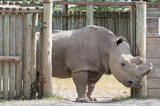 Crean en laboratorio embriones híbridos de rinoceronte blanco casi extinto
