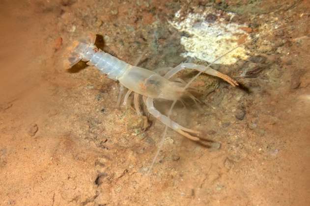 Redescubren un pequeño y raro cangrejo de río que se creía extinto