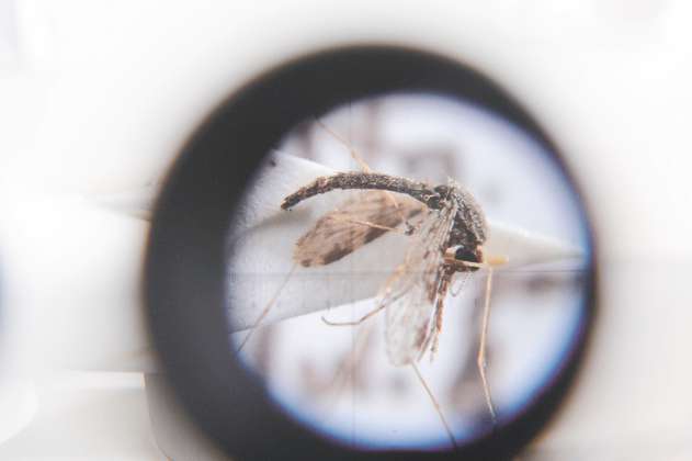 Malaria amenaza el Pacífico colombiano