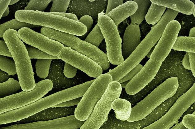 Las bacterias del intestino revelan nuestra edad