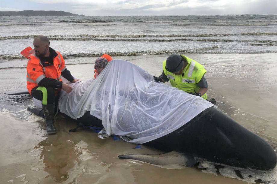 La muerte de las ballenas en Tazmania fue calificado como el peor incidente de este tipo registrado en el área.