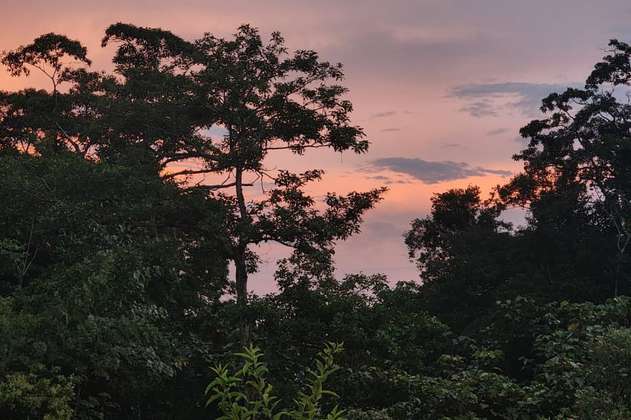 Plantar árboles No-Endémicos: un riesgo que Colombia no reconoce aún
