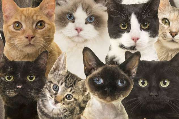¿Qué tipo de gato eres, según tu signo zodiacal? Descubre tu felino interior