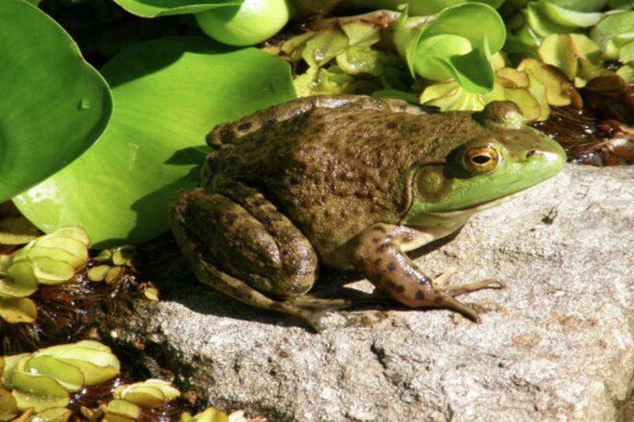 La rana toro (Lithobates catesbeianus) es una especie originaria del este de Norteamérica, pero se ha introducido como invasora en otras zonas de América, Europa y Asia.