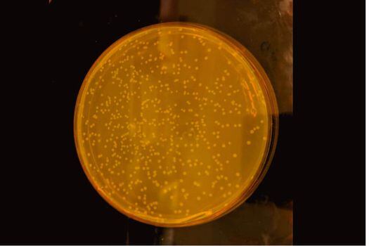 La bacteria sintética de E.coli sobrevive en el Laboratorio de Biología Molecular de la Universidad de Cambridge, aunque se reproduce más lentamete que la versión "natural" de E.coli. / Cambridge