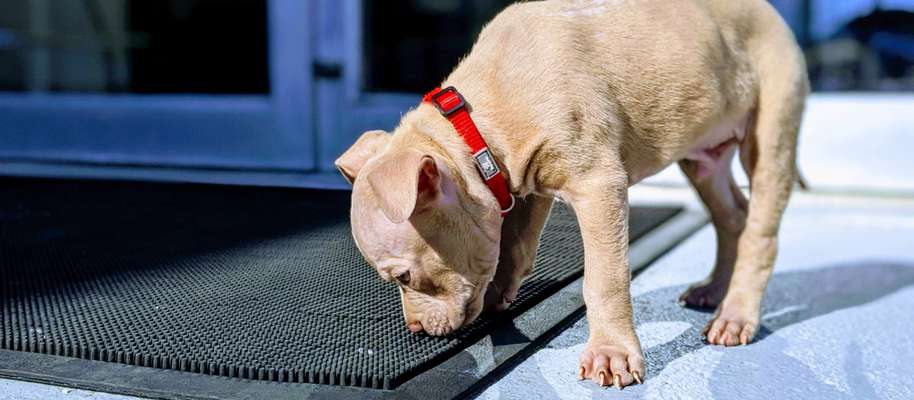 4 consejos para eliminar el olor a orina de perro en tu casa