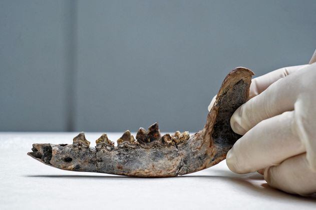Encuentran fósil del perro doméstico más antiguo de América
