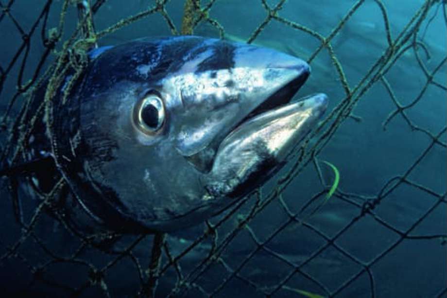La sobreexplotación de la pesca es uno de los desafíos ambientales según el Informe Planeta Vivo WWF.