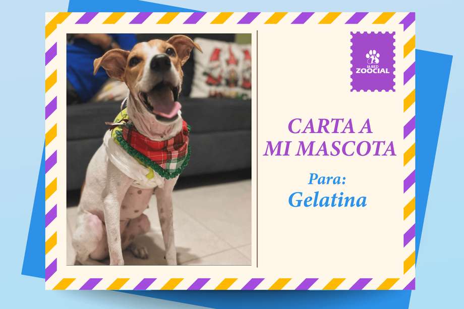Gelatina es una perrita criolla, de aproximadamente un año, que rescataron en el barrio Olaya Herrera, en Cartagena.