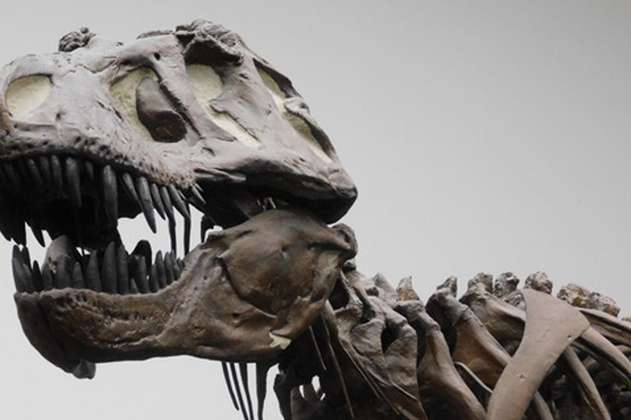 Al parecer, el “Tyrannosaurus rex” no era tan listo como dijeron unos científicos