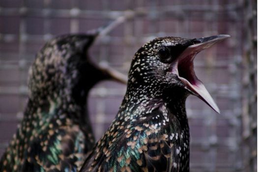 Mudar el plumaje puede ayudar a los pájaros a lidiar con los contaminantes ambientales.  /  Margaret Whitney.