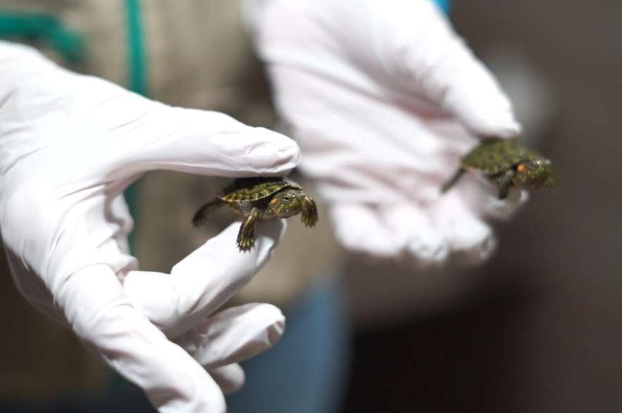 Luego de su rescate, las tortugas estuvieron bajo el cuidado del Centro de Atención y Valoración de la autoridad ambiental.