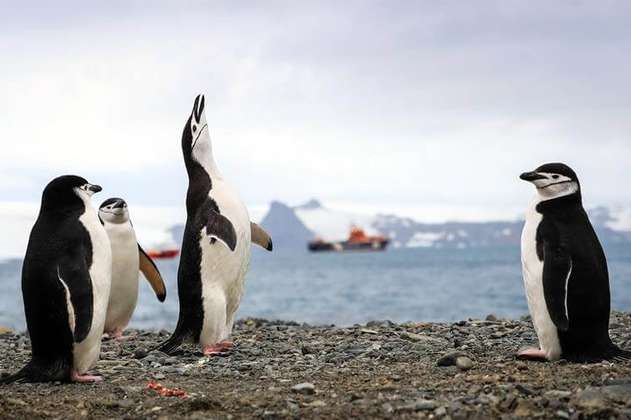 Algunas poblaciones de pingüinos han descendido hasta un 77 % en los últimos 50 años 