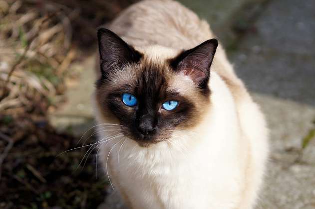 Gato siamés: características, curiosidades y datos que no sabía de este felino