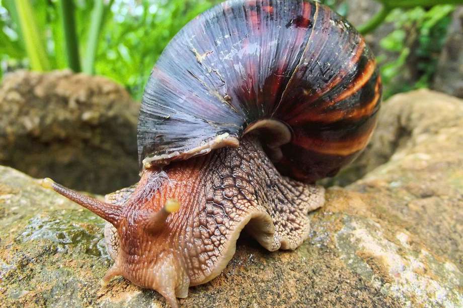 CARACOL AFRICANO