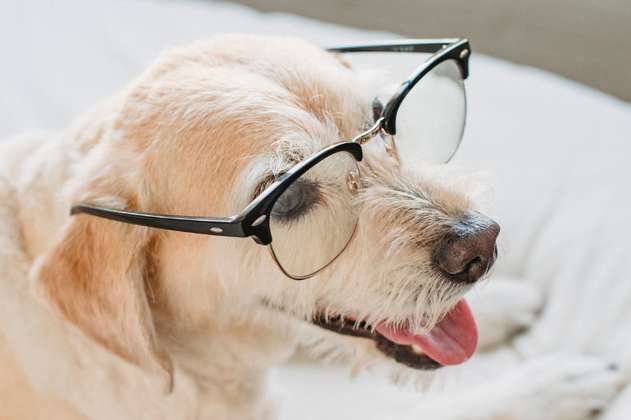 Razas de perros: estas son las 5 más inteligentes