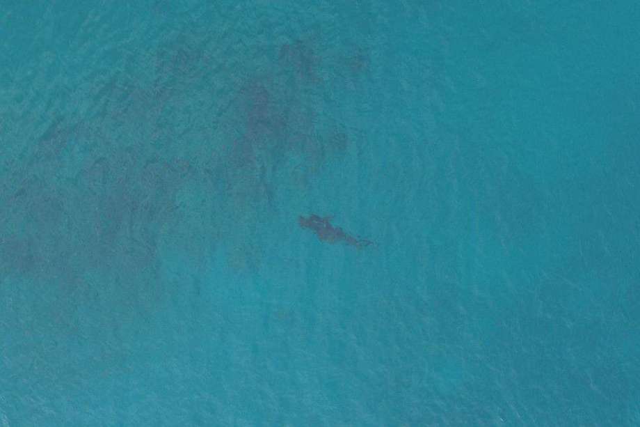 Coralina y expertos ya han trasladado tiburones tigre que estaban en zonas aledañas a San Andrés a un lugar apartado y seguro.