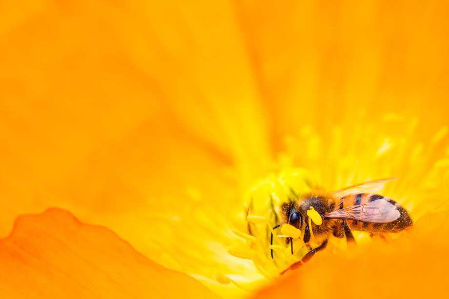 Muchas especies de abejas silvestres están en alarmante declive debido a la pérdida de hábitats, el uso de pesticidas y la crisis climática.